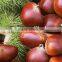 supply good quality fresh sweet chestnut with best price for sale