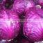 delicious red cabbage farm wholesale purple cabbage