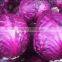 2016 Chinese fresh red cabbage/fresh purple cabbage frozen cabbage