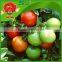 Fresh tomato