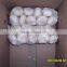china fresh white garlic in bag or carton