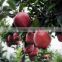 Pome fruit product type and fresh style red delicious apple fresh huaniu apple