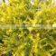 Golden Leaves Melaleuca Bracteata