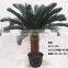 1071-32 plastic pot cycads tree