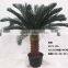 HX20170416 mini potted cycad tree for decoration