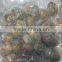 Frozen all kinds of clam in wholesale clam new produced