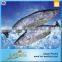 Export Best Price And High Quality Sarda Frozen Fish