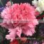 Natural carnations flower cut price for wedding