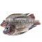 China Tilapia Fish Frozen Tilapia Fish Oreochromis Niloticus