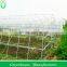Economical Plastic Tunnel Greenhouse