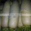 fresh radish 2016 crop