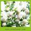 Natural touch preseved hydrangea flowers as the bouquet ball in wedding