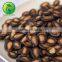 water melon seed melon cultivation type