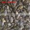 2014 new crop Chinese GWS (organic dark green pumpkin seeds grown without shell) AAA / AA/A/OIL GRADE