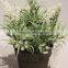 Plastic Artificial Potted Flower Bonsai Plant Lavender Grass for Festive Decor