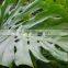 wholesale the top quality fresh cut Monstera Leaves and other foliage fillers with low price