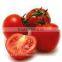 fresh tomato exporters in india/red tomato supplier