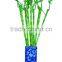 DRACAENA SANDERIANA 10cm-80cm straight lucky bamboo bonsai hot sale in USA market indoor ornamental water aquatic plants