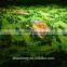 Golf Course Miniature Architectural Model