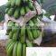 Direct factory price the good quality Ethylene Ripener for banana(11)