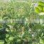 The best Lemon Trees suppliers