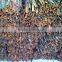 Cassia split best quality