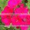 100% Pure & Natural Geranium Oil/Bulk Geranium Oil