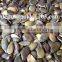 GWS pumpkin seeds Grade A