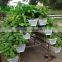 kohlrabi Planting trough to improve agricultural production tool