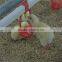 Dubai broiler farm chicken coop for sale
