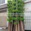 SJ030936 bamboo ornamental plants artificial plant artificial bamboo products