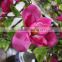 artificial blooming tree outdoor/indoor factory decoration artificial yulan tree