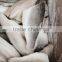 Frozen seabass fillets 50-100g lateolabrax japinicus