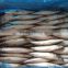 New catching frozen pacific mackerel