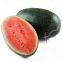 Early maturity red flesh hybrid f1 watermelon seeds