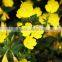 pure evening primrose oil 1000mg softget capsule