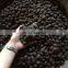 Best sale high quality organic sacha inchi nut/Tasty seeds sacha inchi from Vietnam