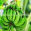 éplucheur de bananes automatique, machine à éplucher les bananes