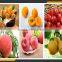 Leader high quality mango puree machine offering its services to overseas