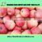 buy paper bagged/fresh yiyuan fuji apple/chinese apple price