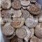 wholesale top quality natural snail fossils ammonite fossils for sale