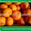 Fresh Ponkan mandarin orange