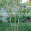 Flexiable garden bamboo trellis and U-shaped trelis for sale