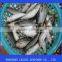 frozen whole round sardine for tuna bait
