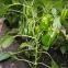 Long Sweet Pepper Seeds Vegetable Seed Green Pepper Greenhouse Pepper Seeds No.04