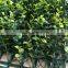 Hot Sale Garden Landscape Artificial Buxus Mat Plastic Topiary Hedge