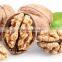 Chinese Juglans regia Extract Walnuts for wholesale