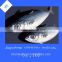 Fresh seafood scientific name of spanish mackerel