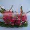 100% Natural Fresh Dragon Fruit from Vietnam-Ms Ha 84974258938