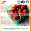 25-35mm A13 Chinese Best quality Whole Fresh Strawberry